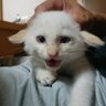 こずみゅん profil fotoğrafı