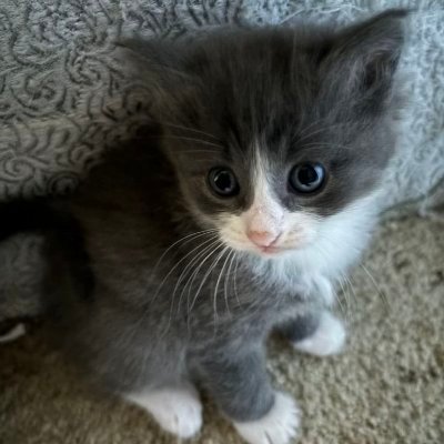 CatMeowkingdom's profile picture