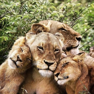 NatureInFocuss's profile picture
