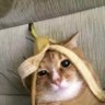 你有鼠汁吗's profile picture