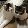 Фото профиля 猫パンチ