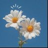 Daisy 的头像