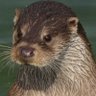 Odder22's profile picture