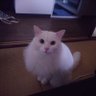 (³ω³)kouji(³ω³) 的头像