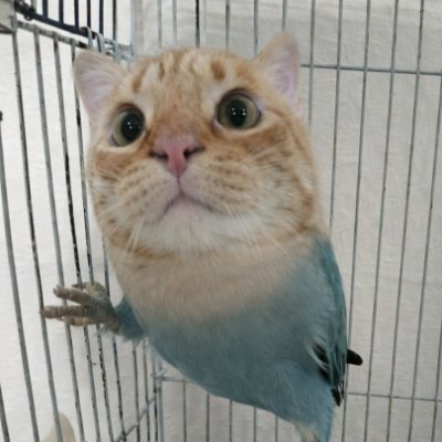 xPodri's profile picture