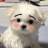 쫑선이 的头像