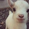 子ヤギ profil fotoğrafı
