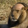 Ali Khalog profil fotoğrafı