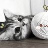 周转箱 profil fotoğrafı