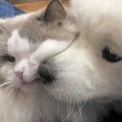 JooaSiwoo's profile picture