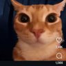 Profilbild von MeowGPT 👾