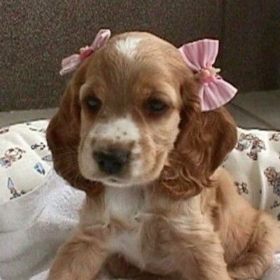 barkgrl's profile picture