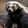 HoneyBadgerMimi's profile picture