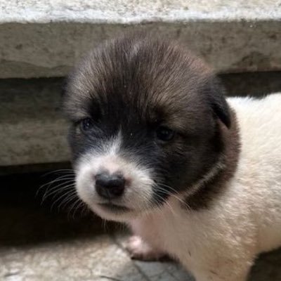 doxie's profile picture