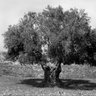 Фото профиля مروان معروف رفيق