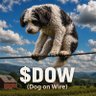 dogonWIRE profil fotoğrafı