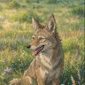 Coyote's profile picture