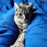 Profilbild von gato