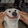 Leonardo DaPig's profile picture