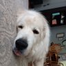 Gavin Kucera profil fotoğrafı