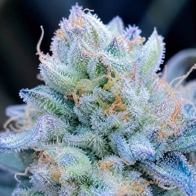 kushmatt's profile picture