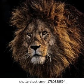 Peguynyembo243's profile picture