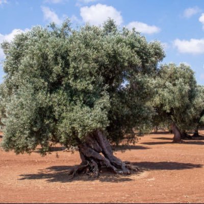 MohamedHnid's profile picture