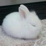 jellystrawberrybelly 的头像
