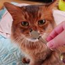 マロン🌰クリ～ム🍀😌🍀 的头像