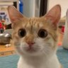 butterscotch's profile picture