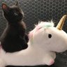 Profilbild von Its rider’s name was Death...