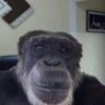 Profilbild von BananaBoss