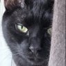 Brujaja71's profile picture