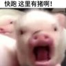 🐷 的头像