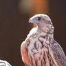 ffff profil fotoğrafı