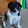 The Gooch's profile picture