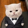 Fat Cat 的头像