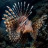 ReefIsland profil fotoğrafı