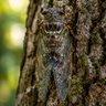 Фото профиля EvergreenWilderness