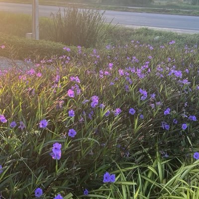 pinkychompink's profile picture
