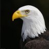 M.Antony Bienvenu's profile picture