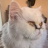 7VEN Vatskifn profil fotoğrafı