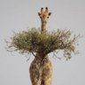 Chrispin's profile picture