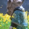 corey's profile picture