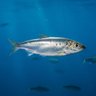 Фото профиля Thomas Pilchard