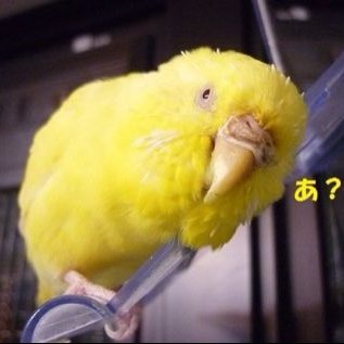 suzitoriji's profile picture