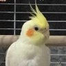 okur yazar's profile picture