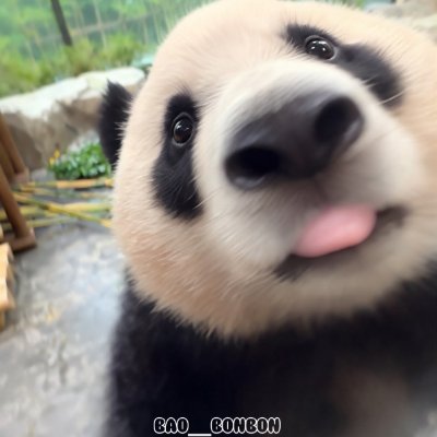 avocado_bao's profile picture