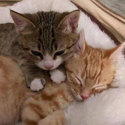 freyi262642's profile picture