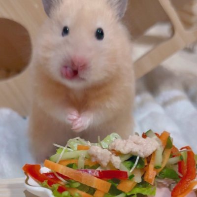 كتوكته بنت سنتوفه's profile picture